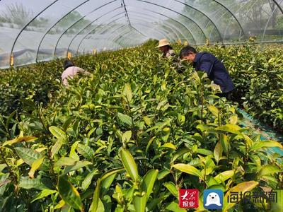 “白露”飄香 費縣春曦茶業以技術創新驅動白茶產業升級與生物有機肥料研發